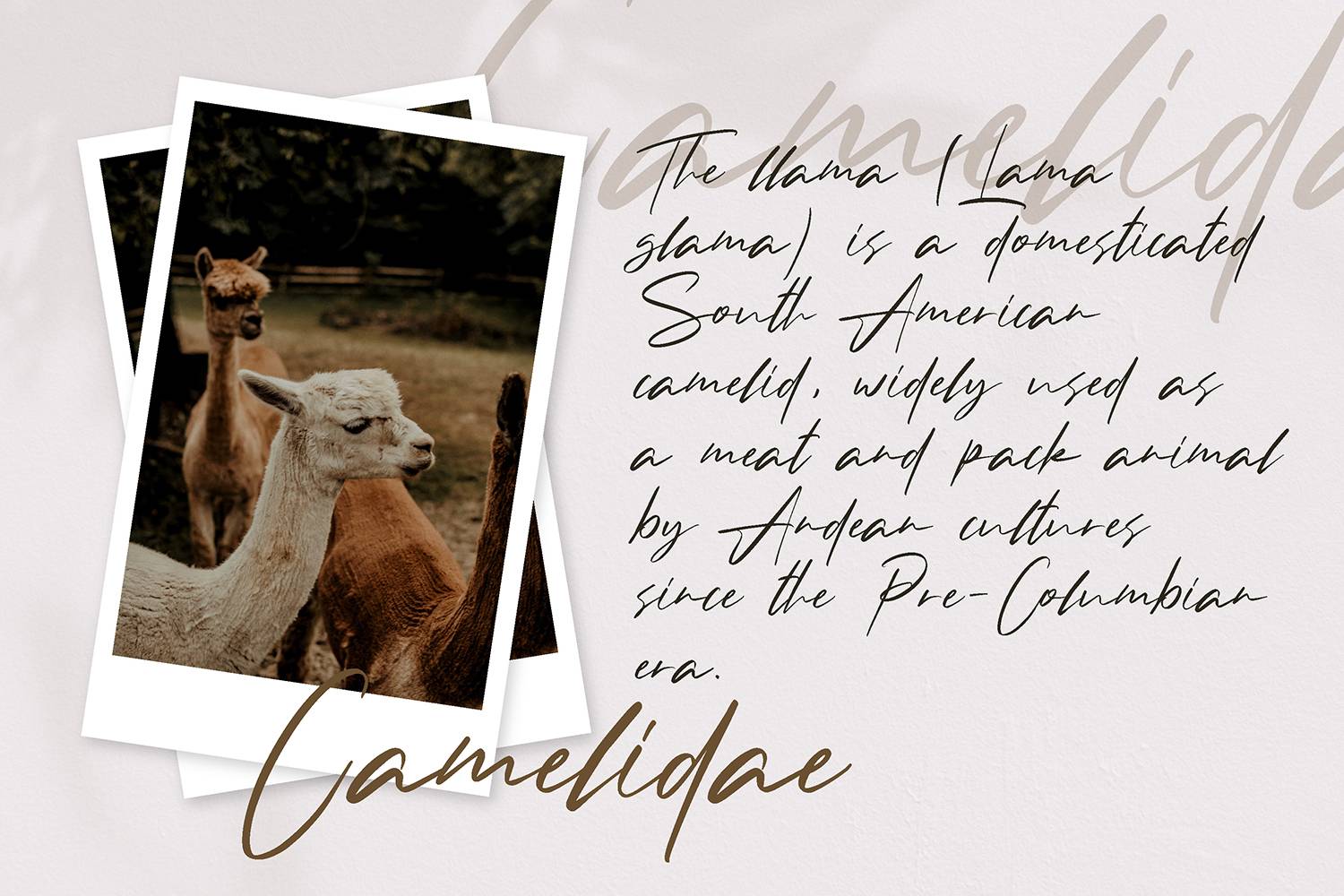 Andrea Roft Font sample