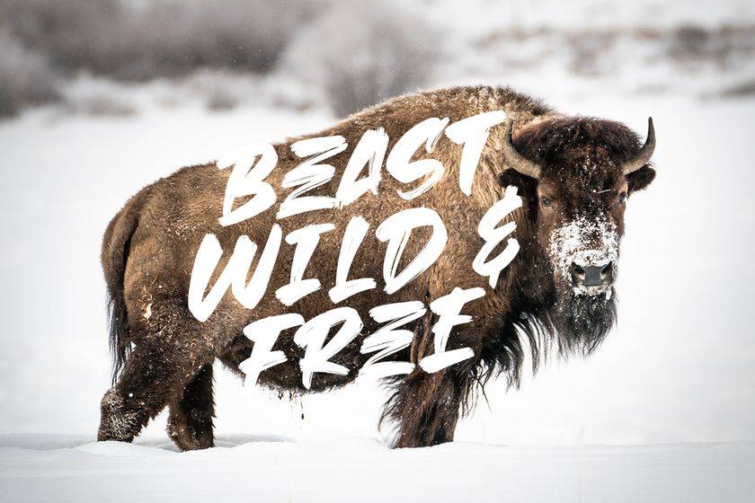 Beast Head Font sample
