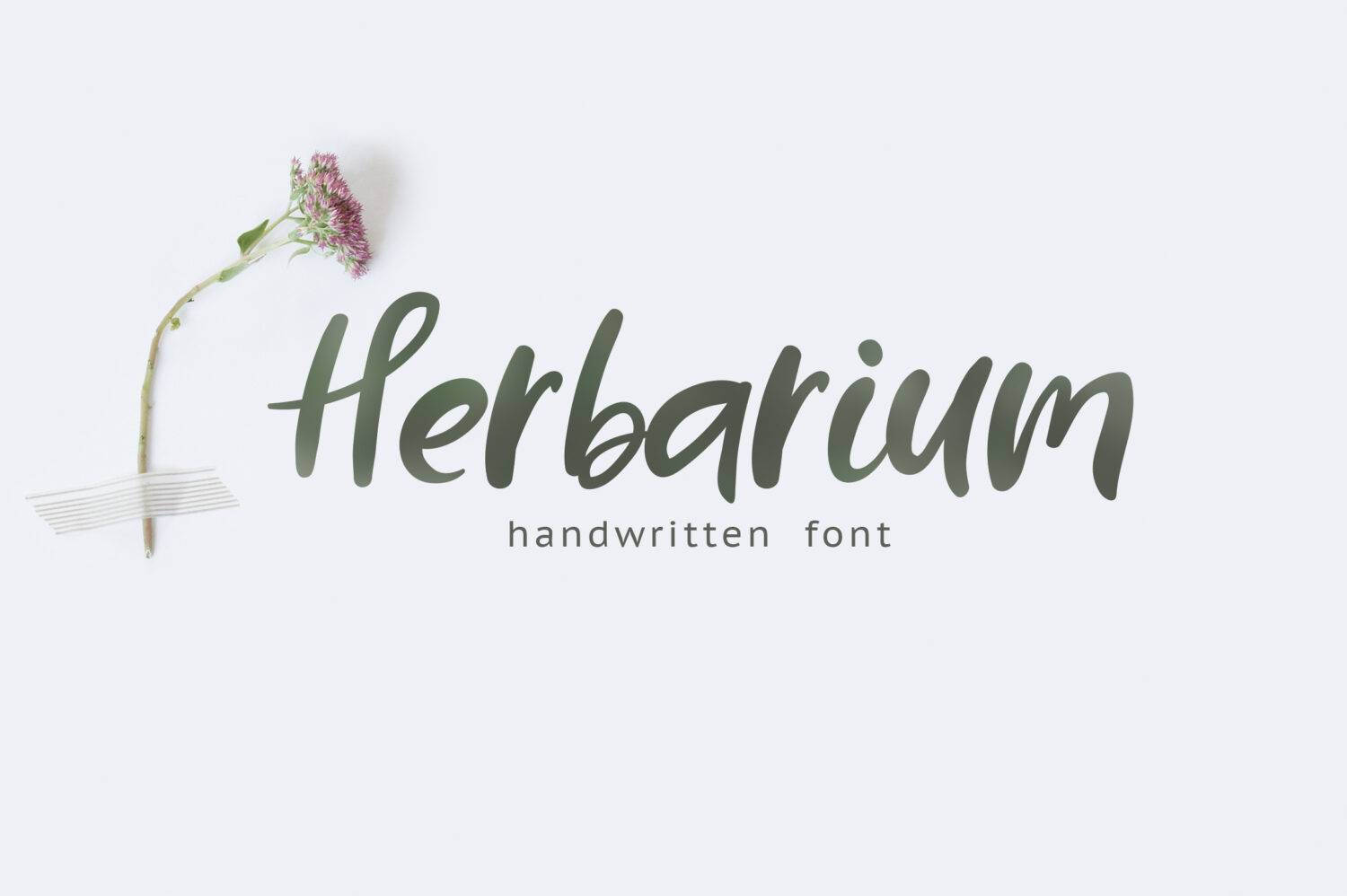 Herbarium sample