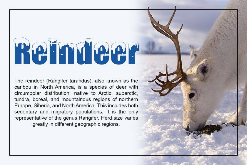 Polar Snow Font sample