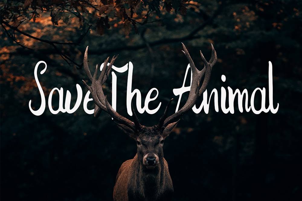 The Prague Handwritten Script Font sample