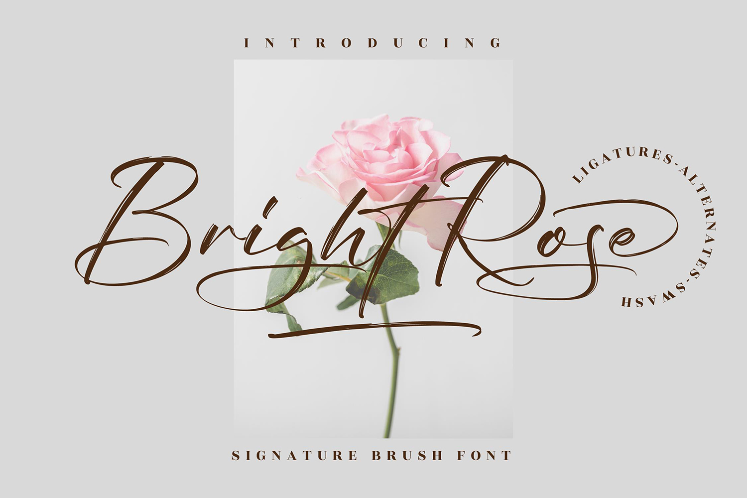 Bright Rose Free Font